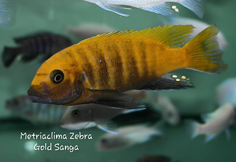 Maylandia sp. 'zebra gold' Sanga